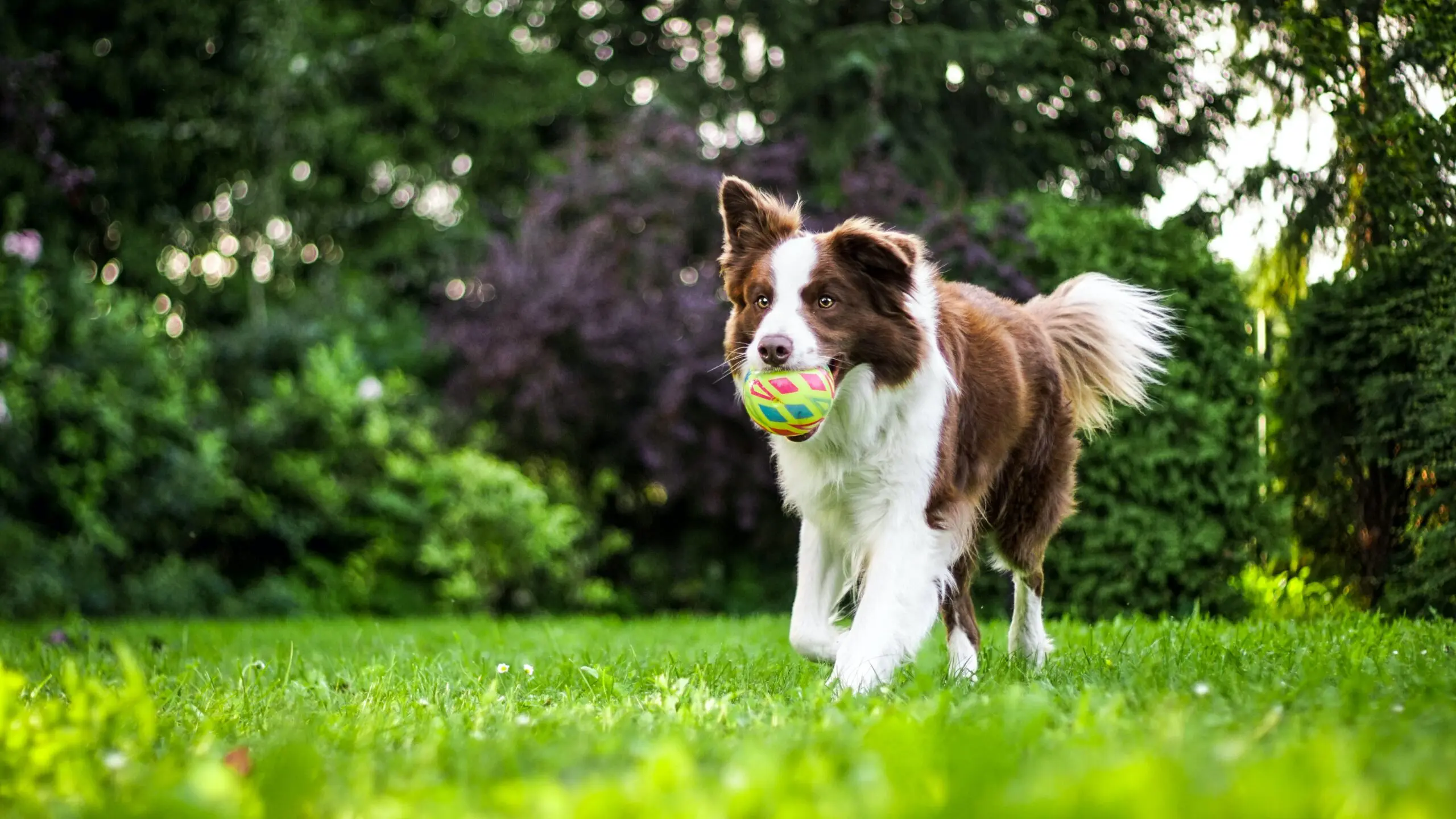 taking care of dog after jaw surgery - austrailian shepherd with ball in his mouth