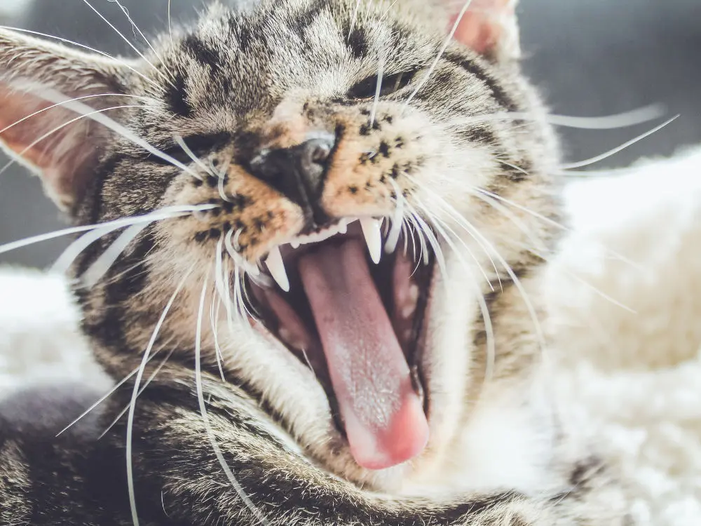 black and brown cat yawning - alternatives to brushing cats teeth