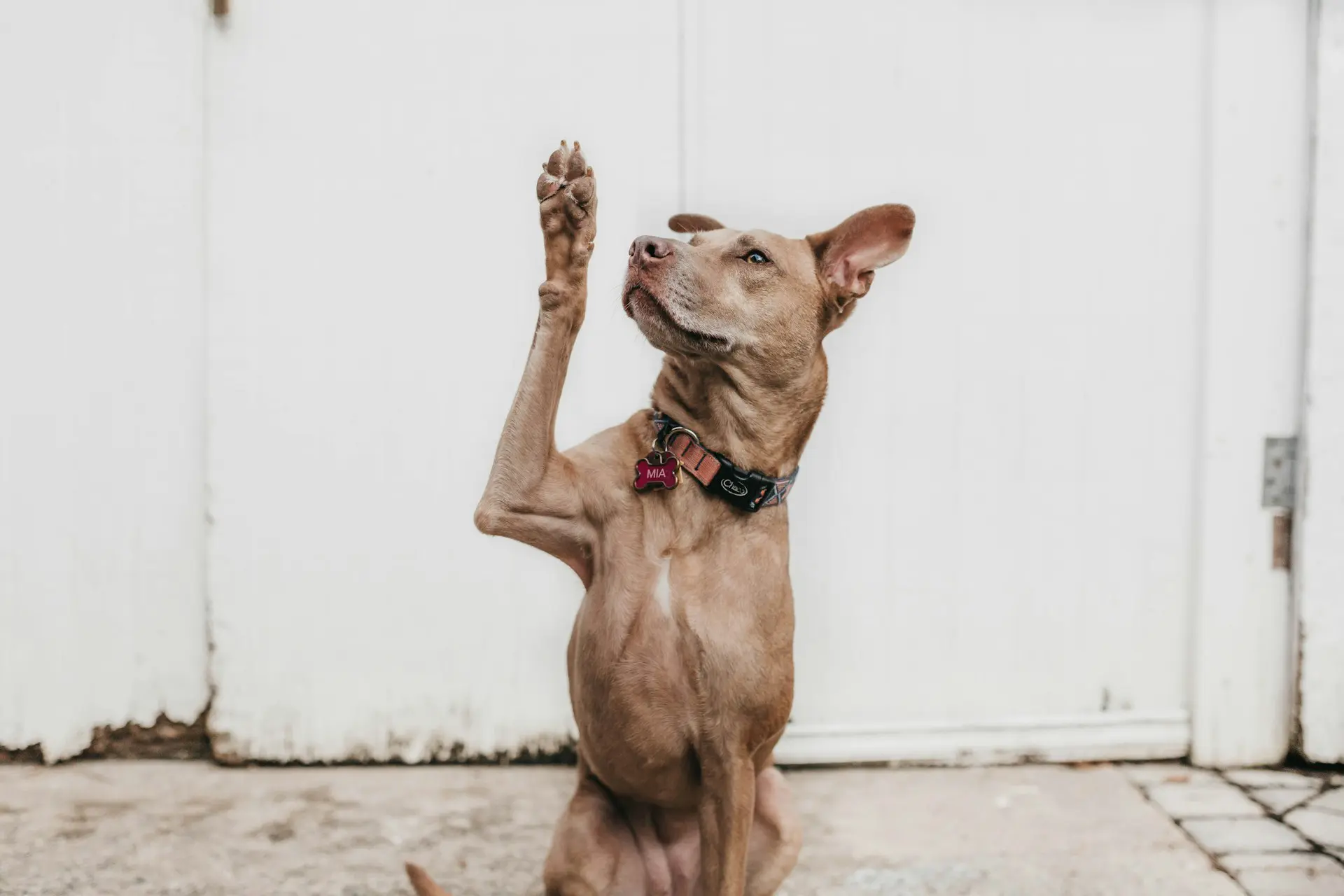 Dogs with diabetes dental care tips