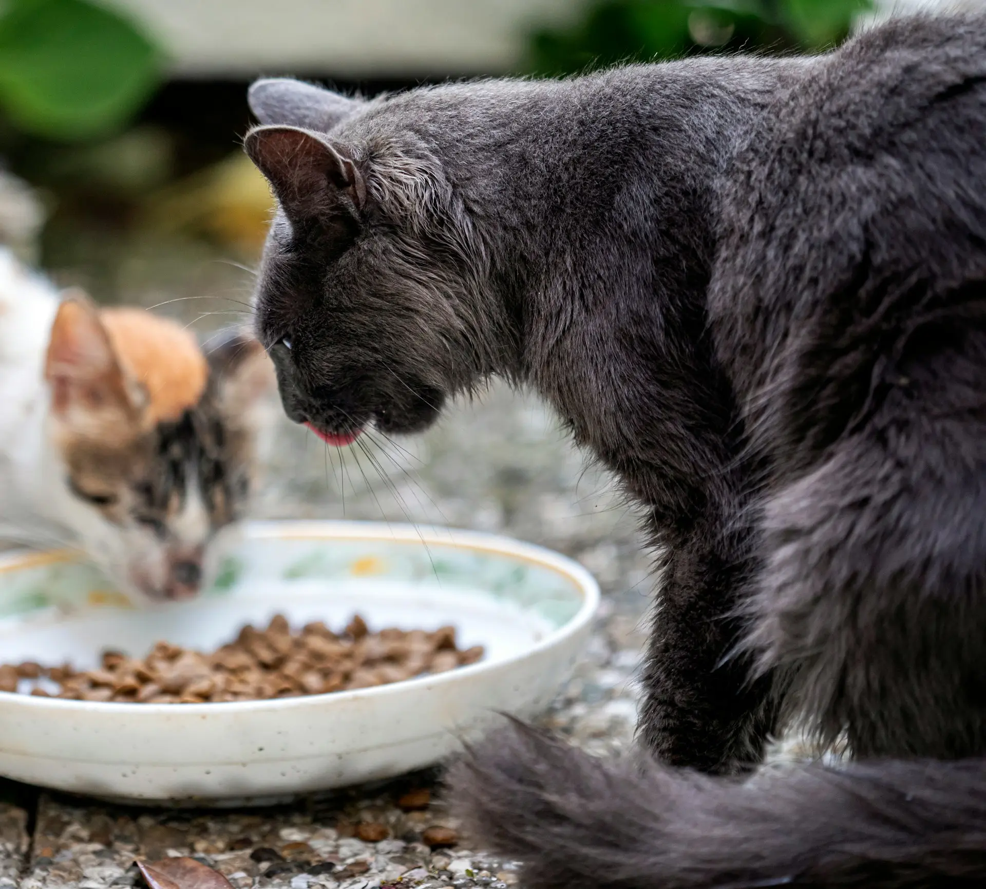 dental health diets for cats