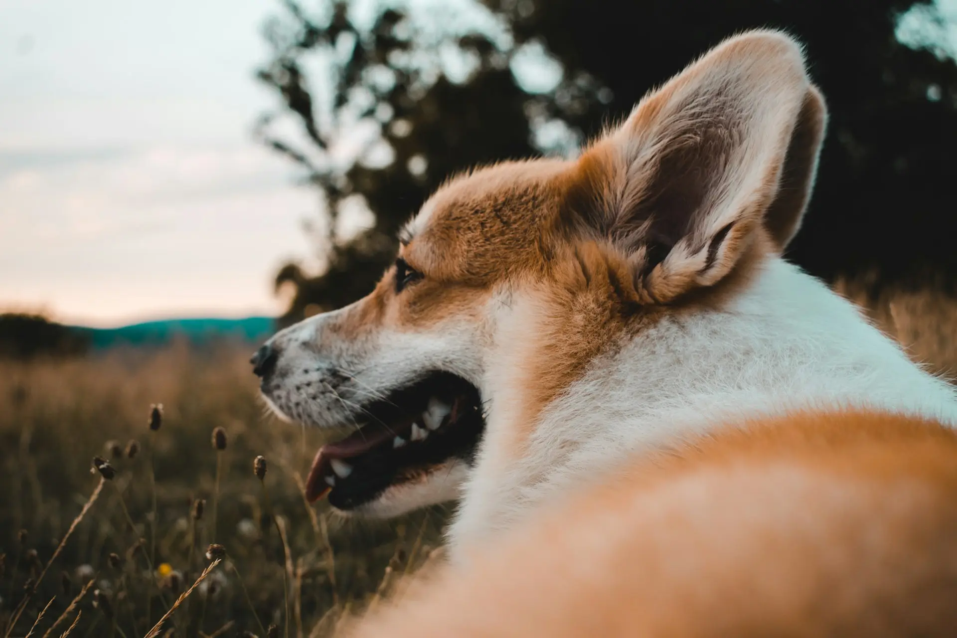 tooth restorations for pets