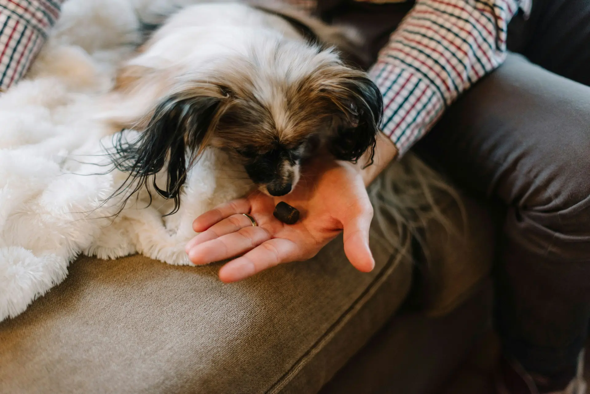 A woman is giving her pet a treat.