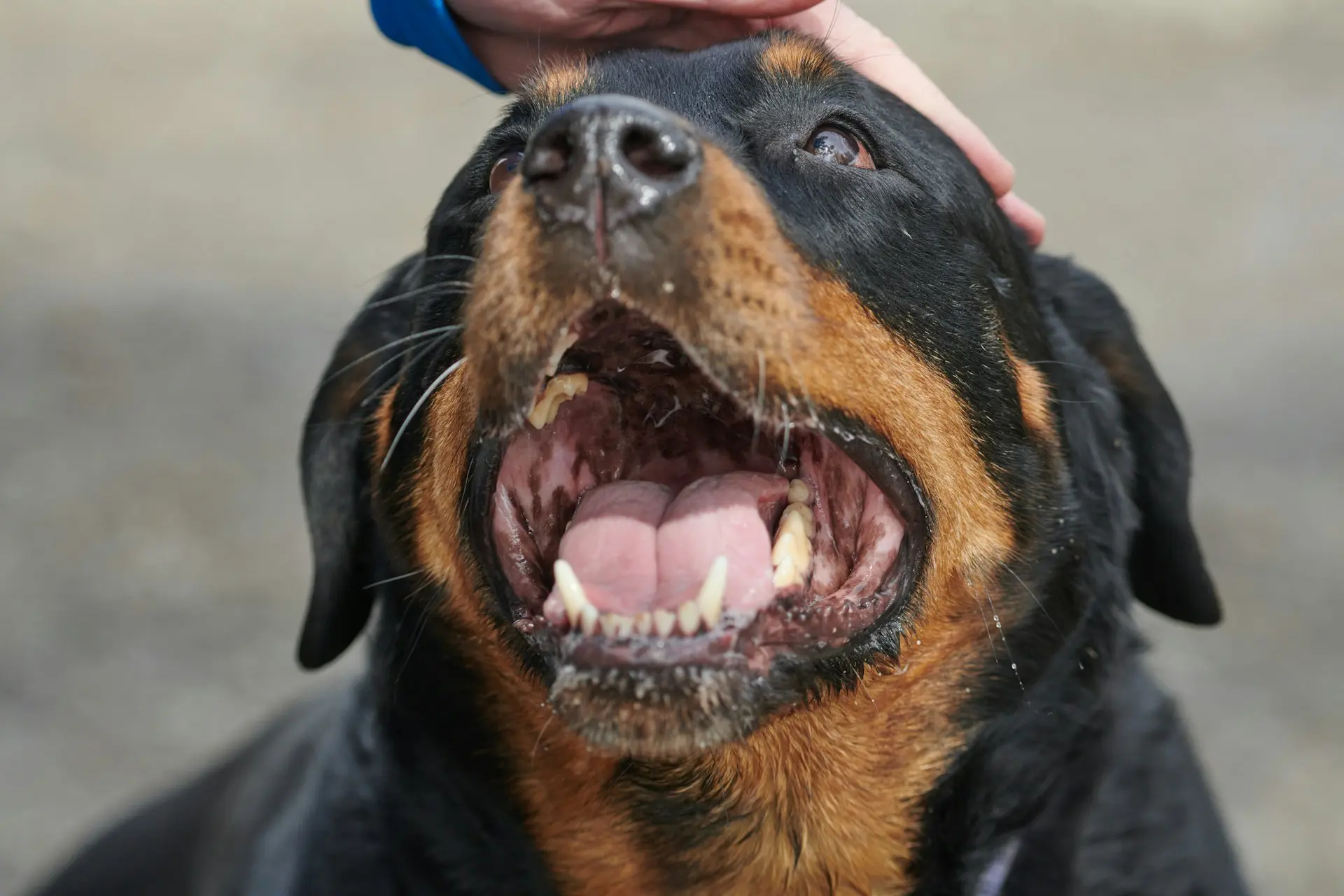 Someone is petting a dog and the dog is super happy.