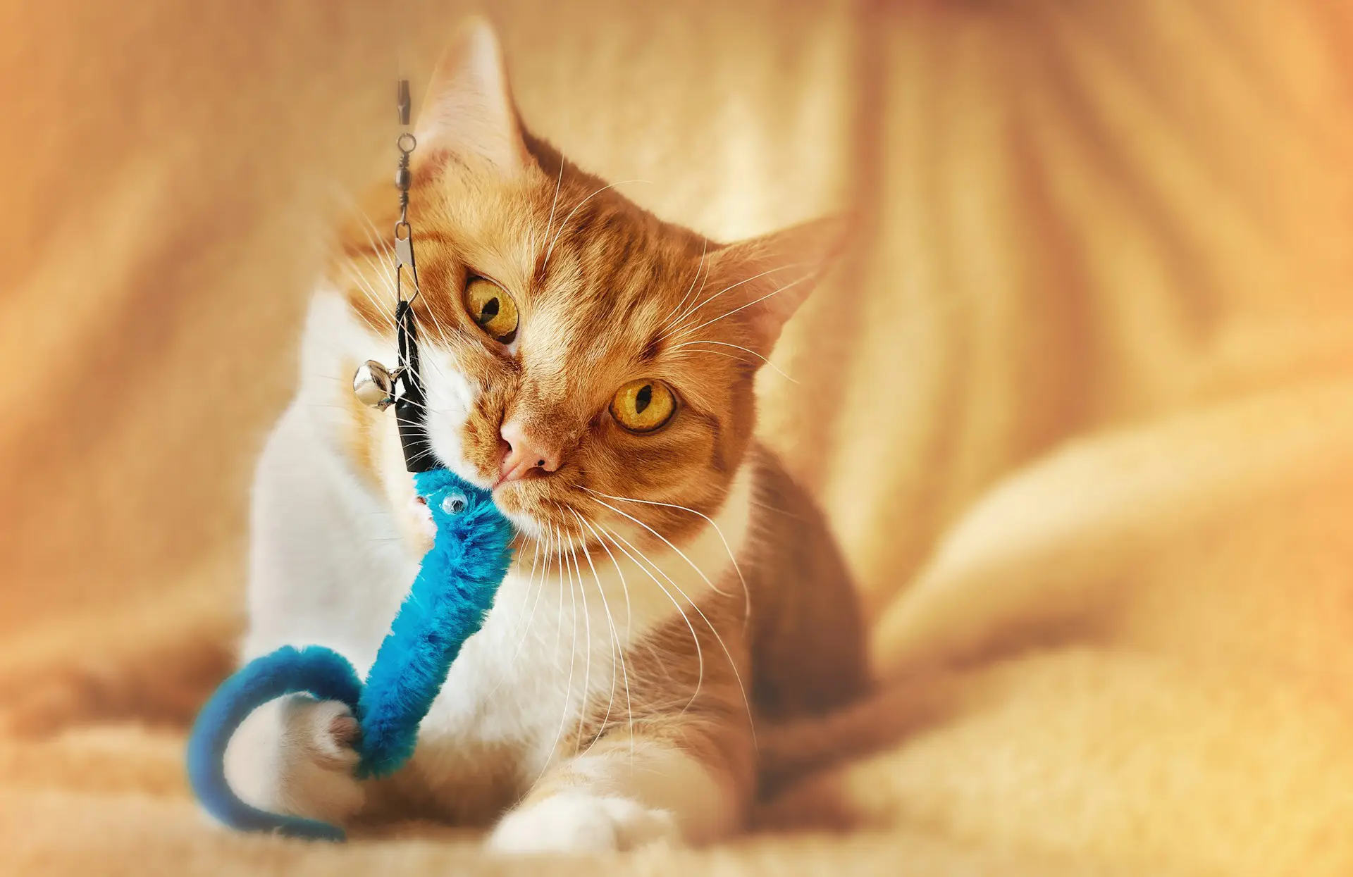An orange and white cat is playing with a blue toy.