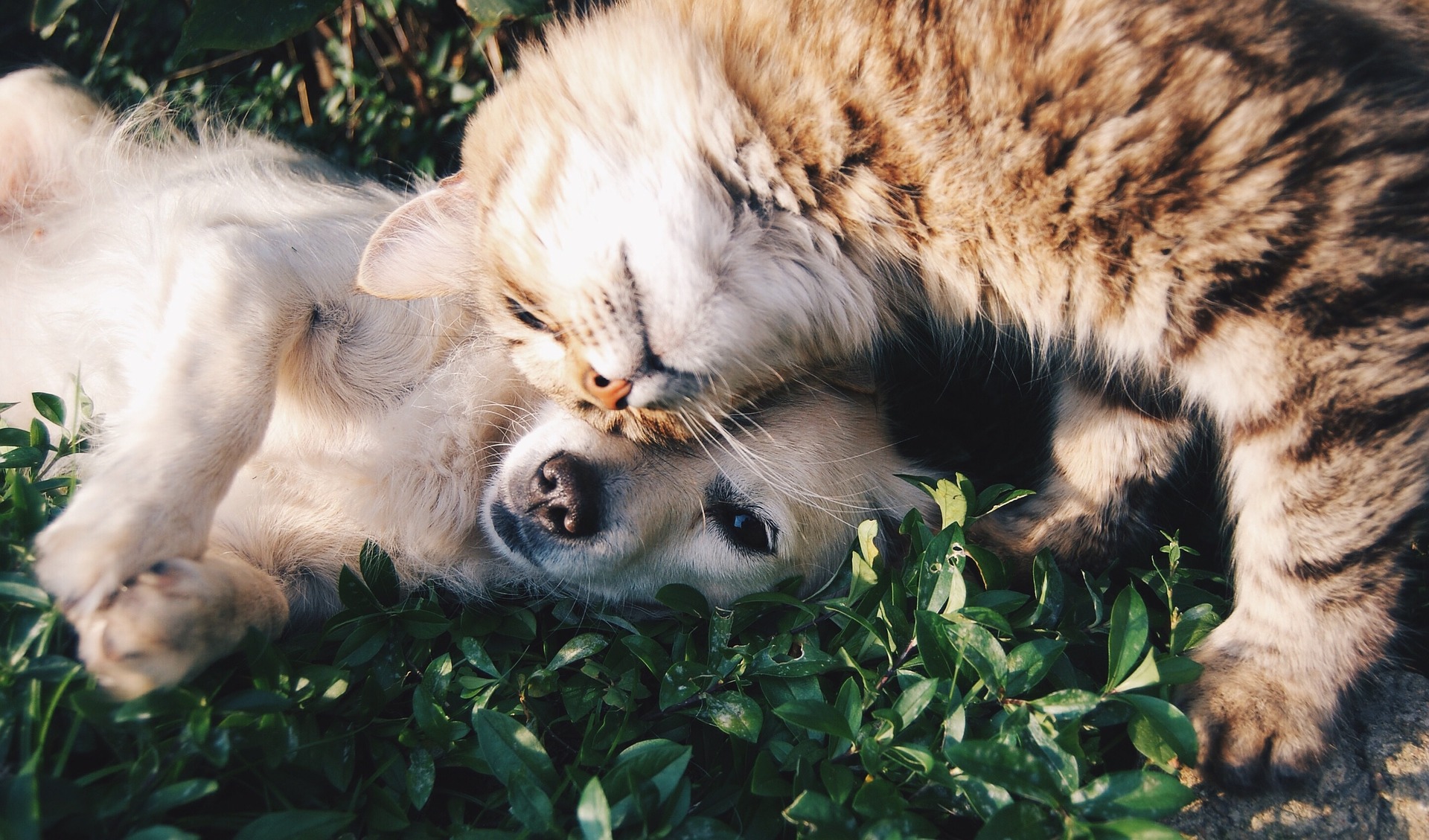 anesthesia-free dentistry is bad for your pet - cat and dog cuddling