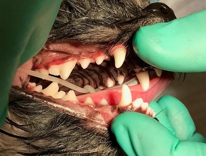 inflamed dog gums