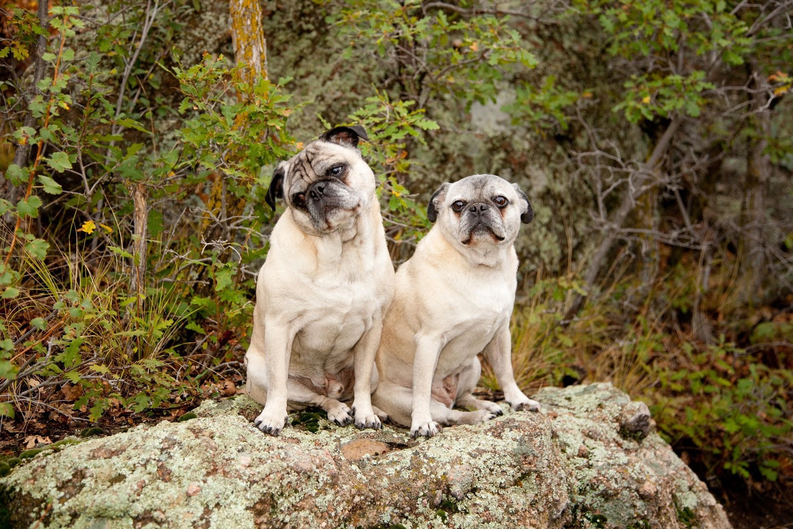 veterinary dentistry in Castle Pines - two pugs on a rock 