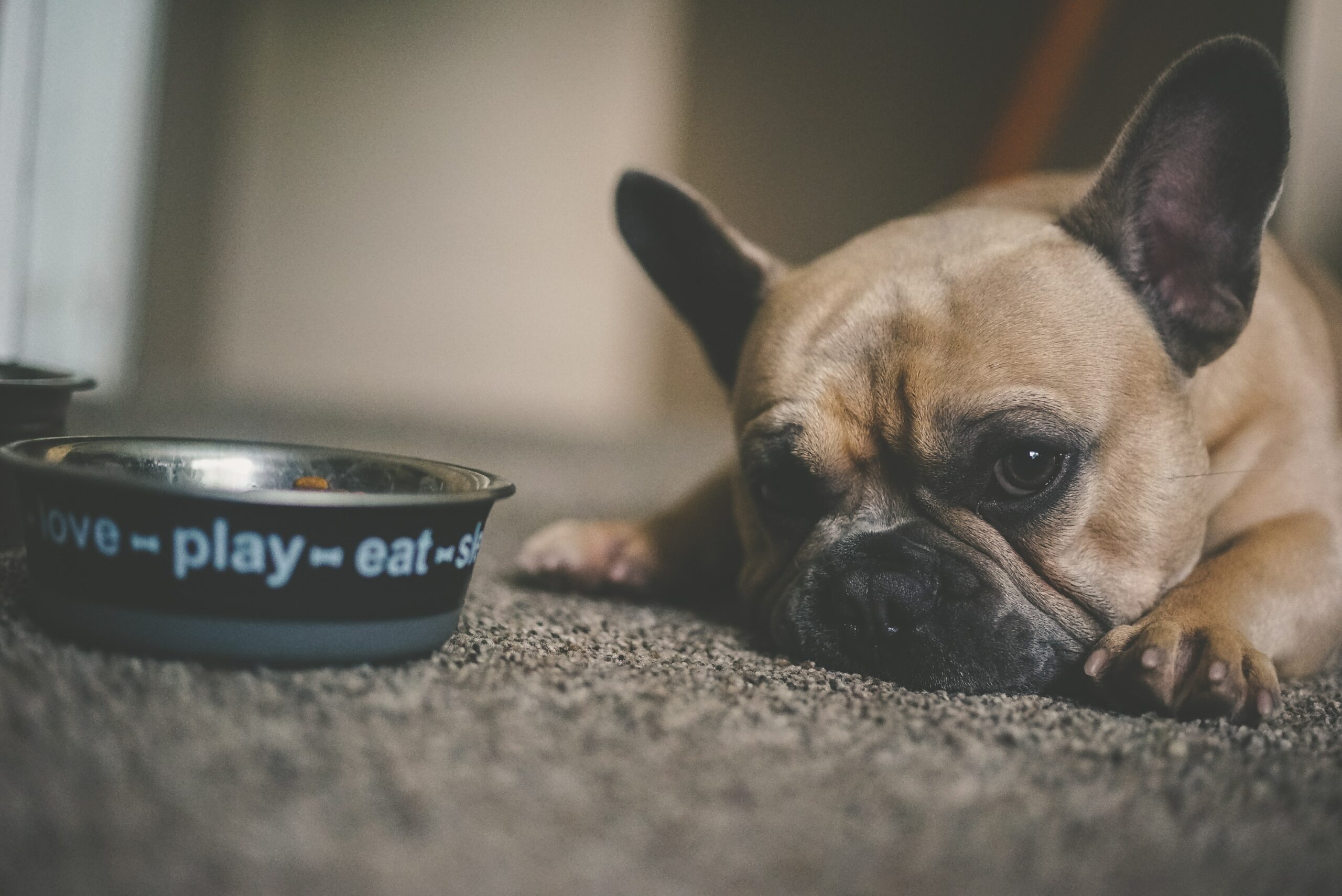 best dog food for dental health - frenchie in front of food bowl