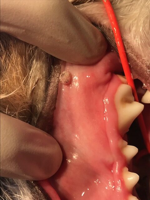 Canine Papilloma Virus - dog mouth warts