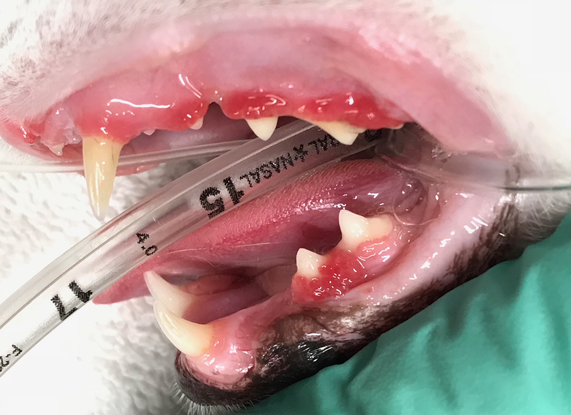 cat gum disease - cats mouth with periodontal disease