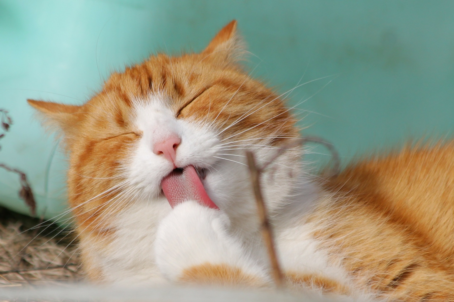 cat tooth pain - cat grooming