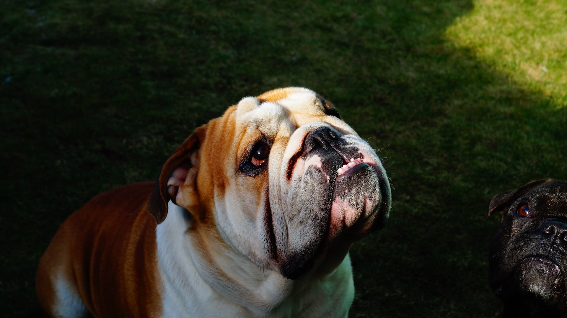 dentigerous cysts in dogs - bulldog