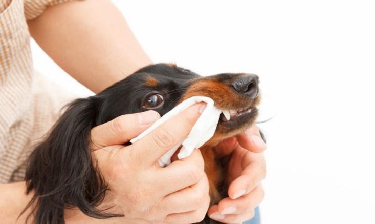 do dental wipes work for dogs