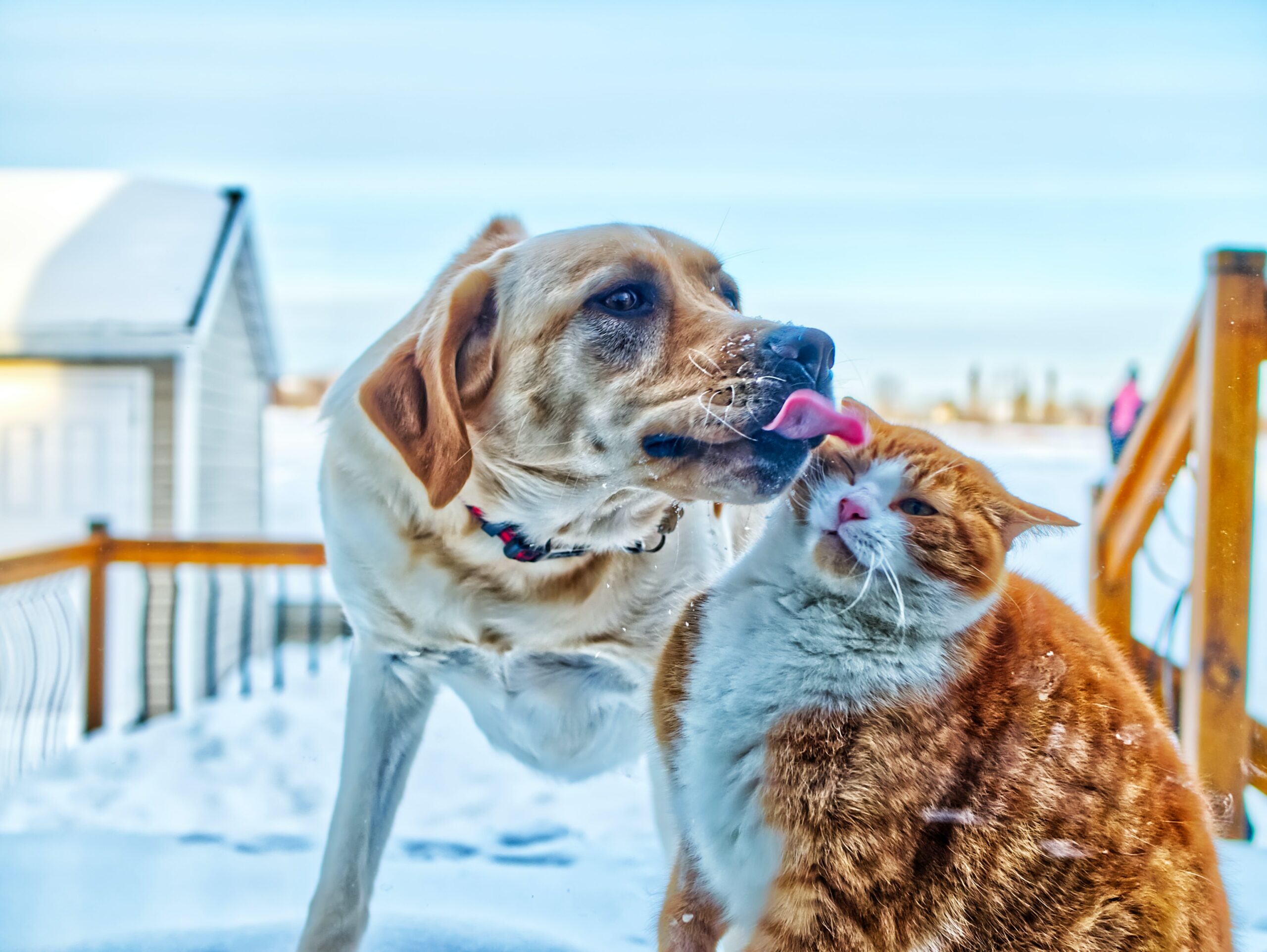 dog and cat dental pain - dog licking cat in the snow