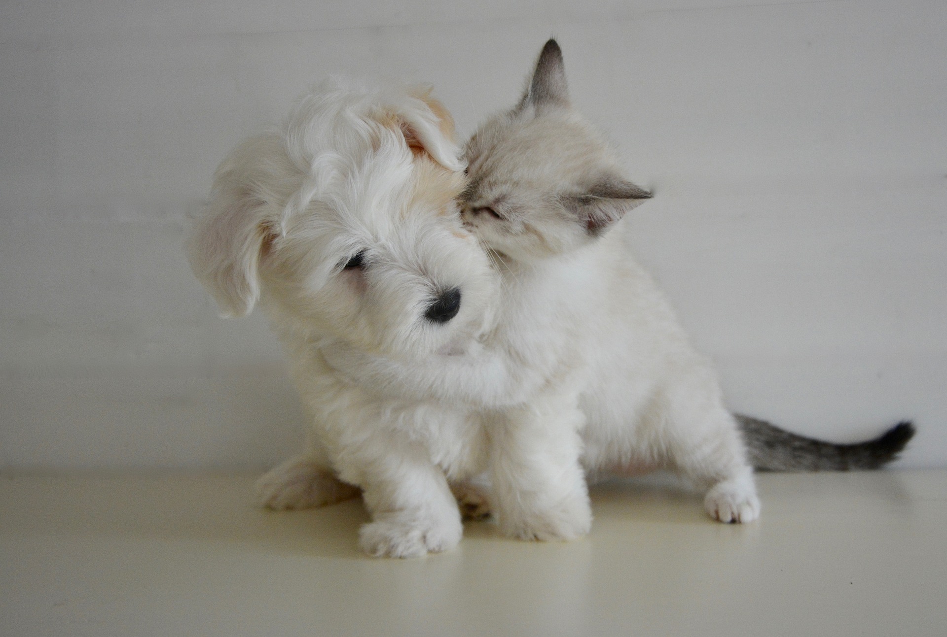 dog teeth falling out - puppy and kitten hugging