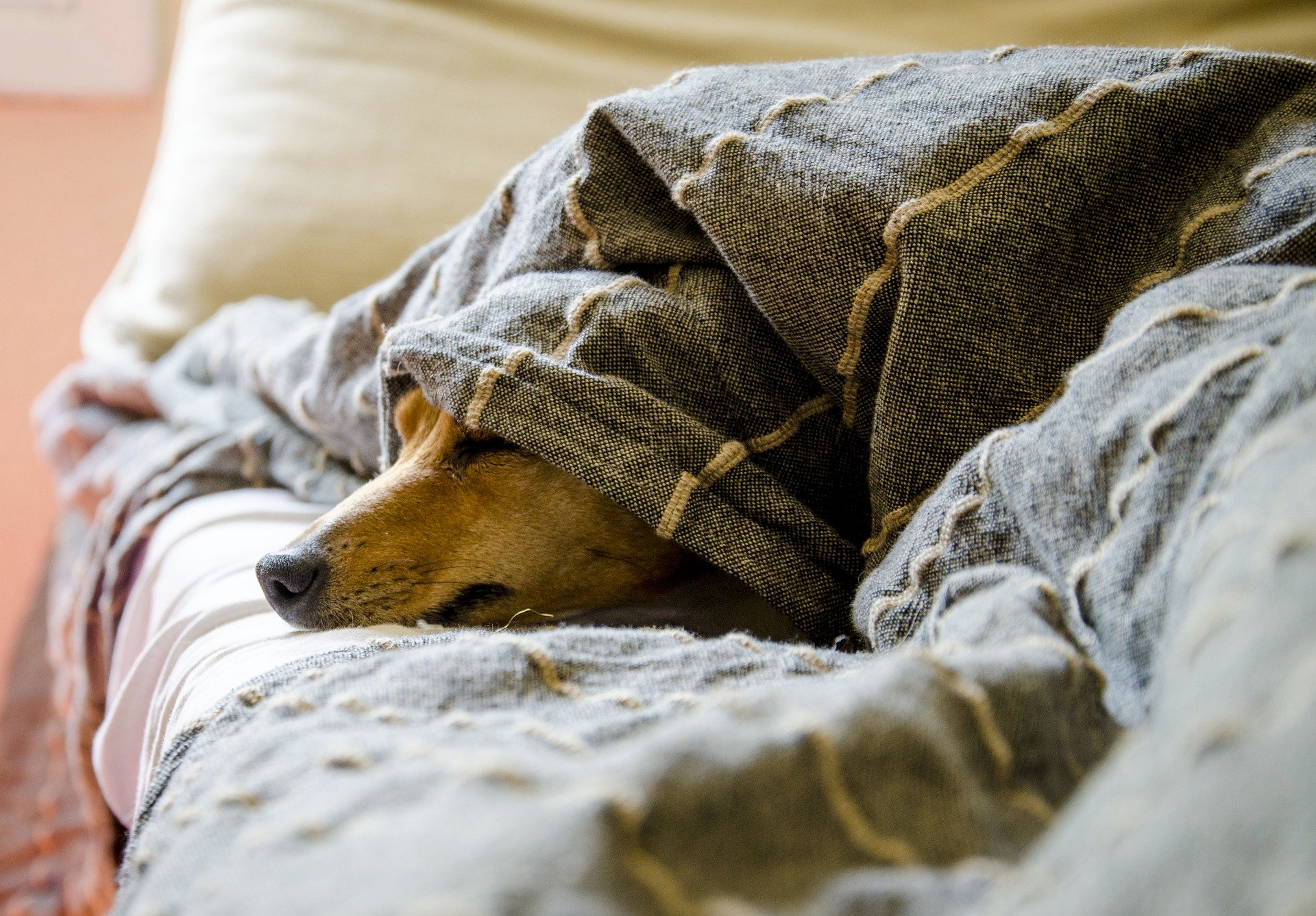 dog mouth sores - dog hiding under blanket