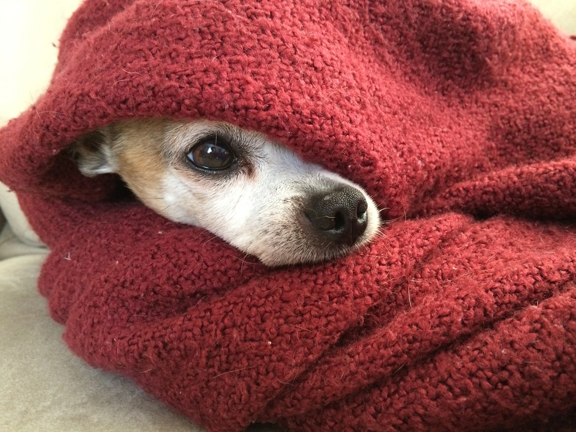 dog teeth chattering - chihuahua in blanket