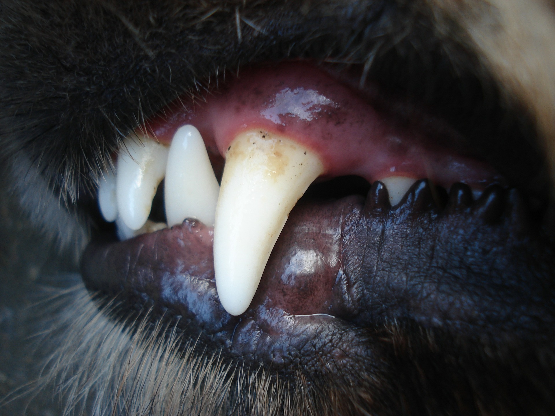 dog teeth cleaning anesthesia - dog teeth plaque