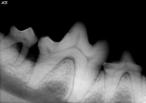 dog tooth extraction - radiograph of dog mouth