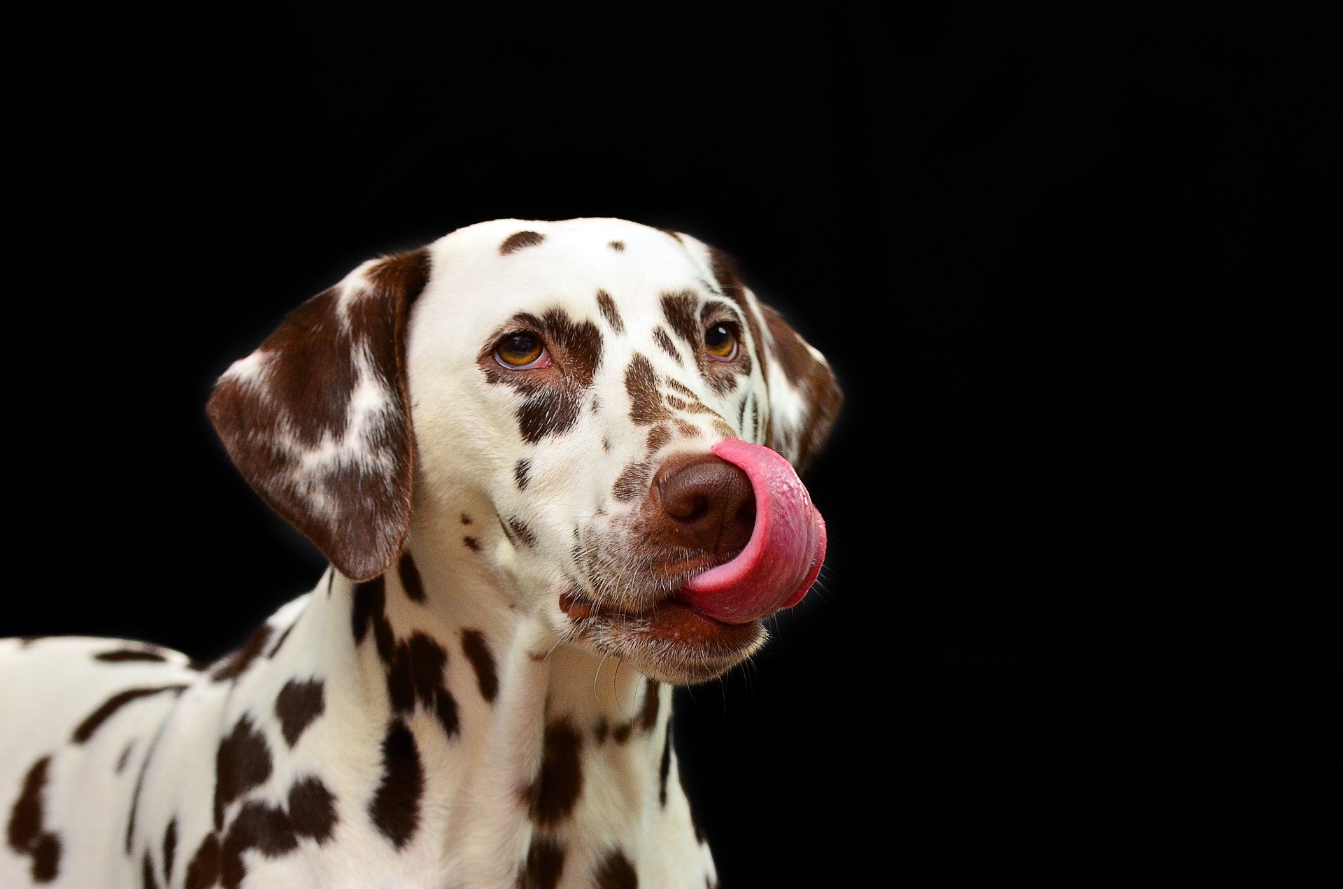 feeding a dog with no teeth - spotted dog with tongue out