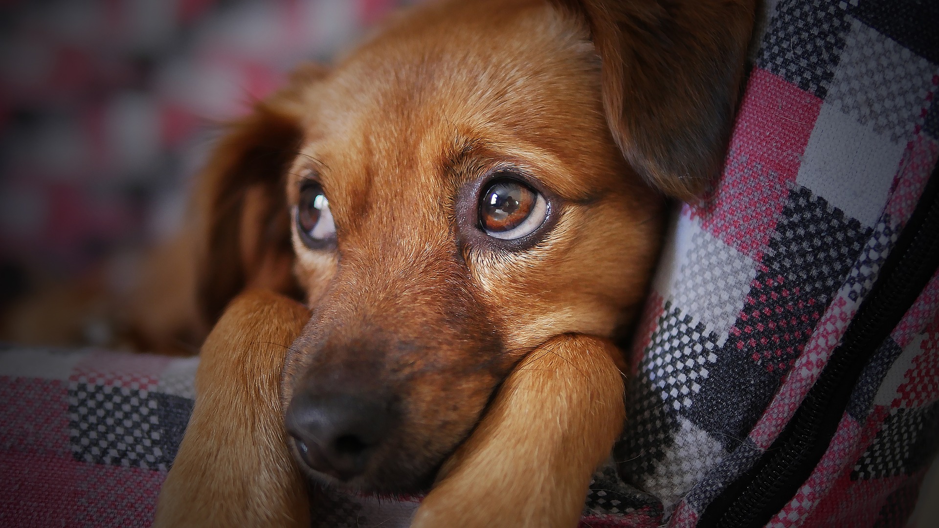 feeding tubes in cats and dogs - brown dog with sad eyes lying on couch under a blanket