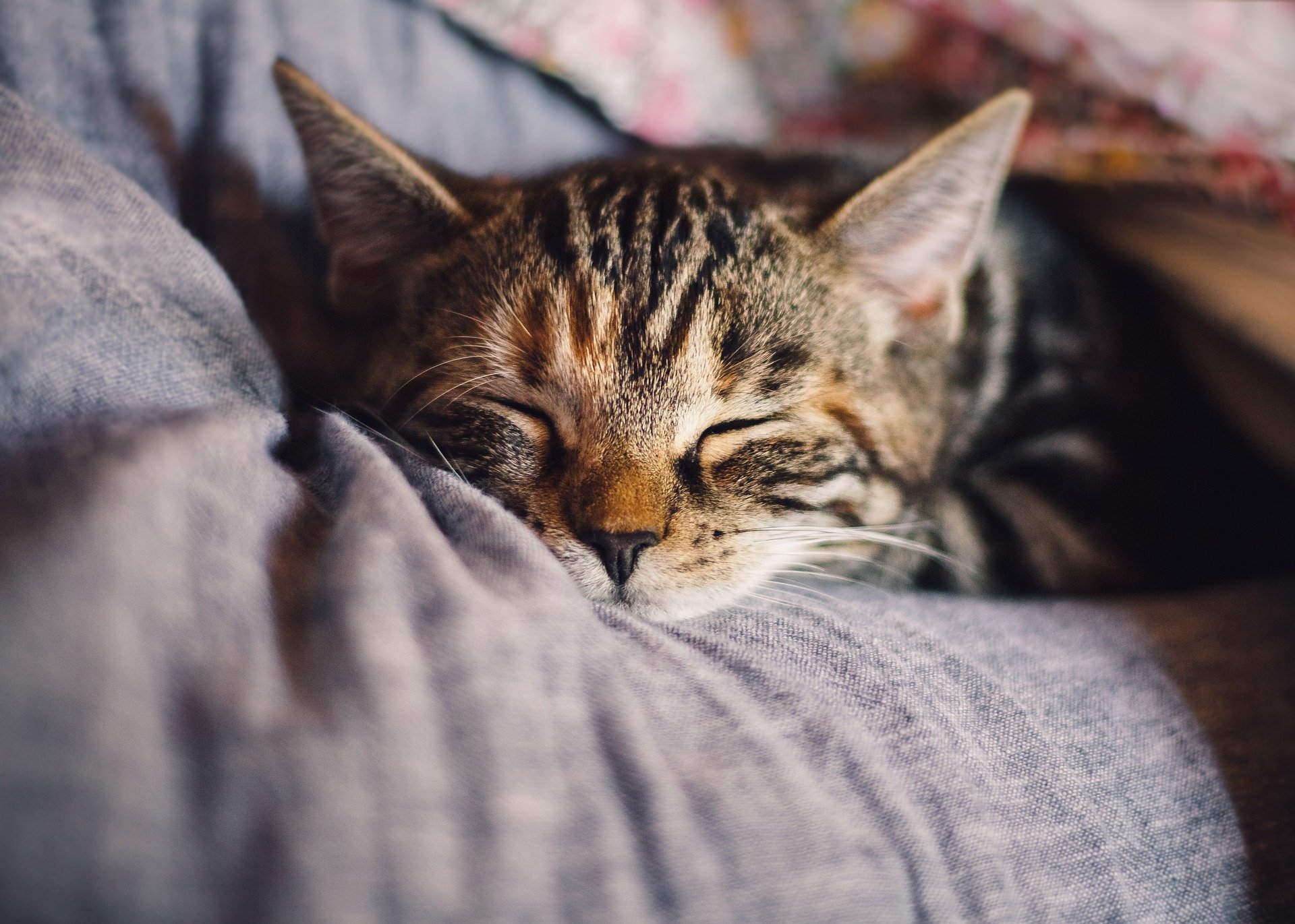 feline dental ce - cat sleeping