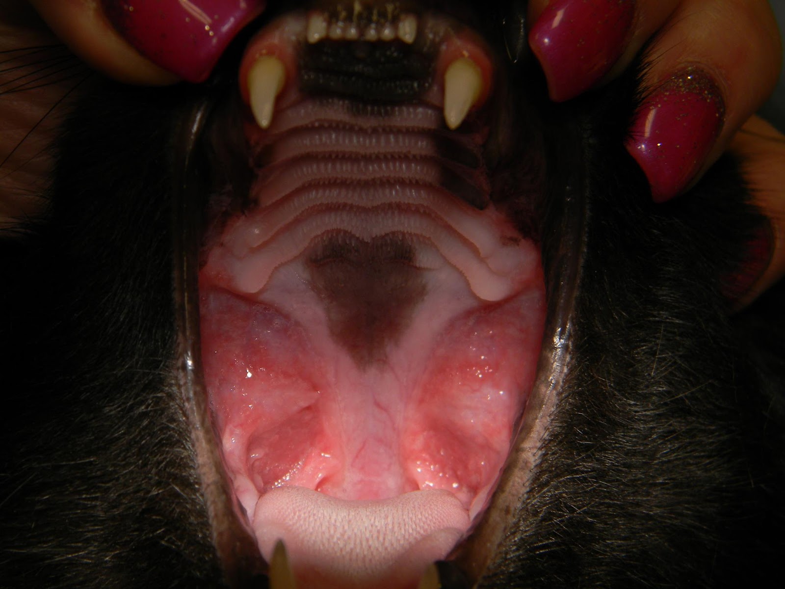 picture of cat with stomatitis