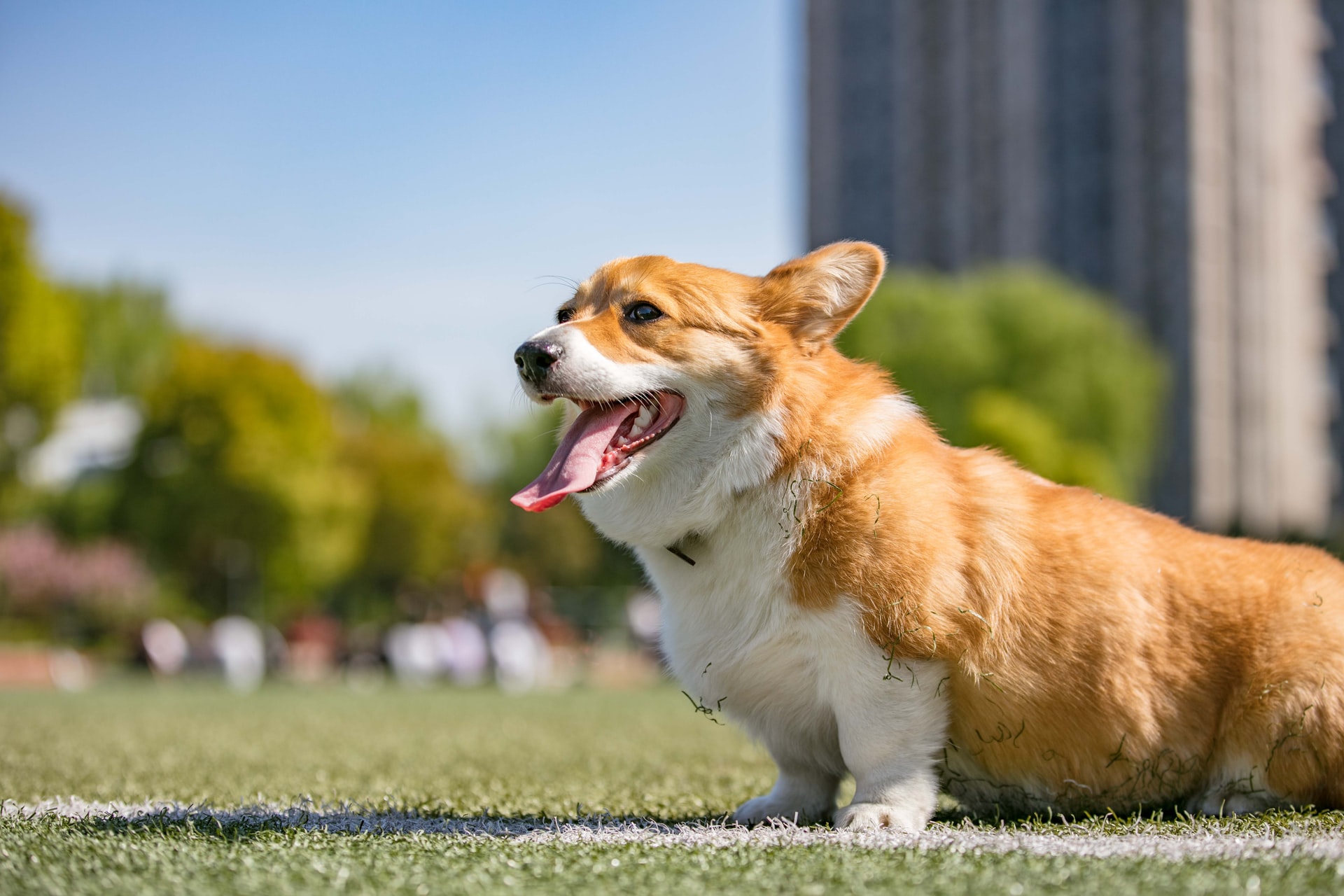 gum disease and heart disease in dogs - corgi on grass