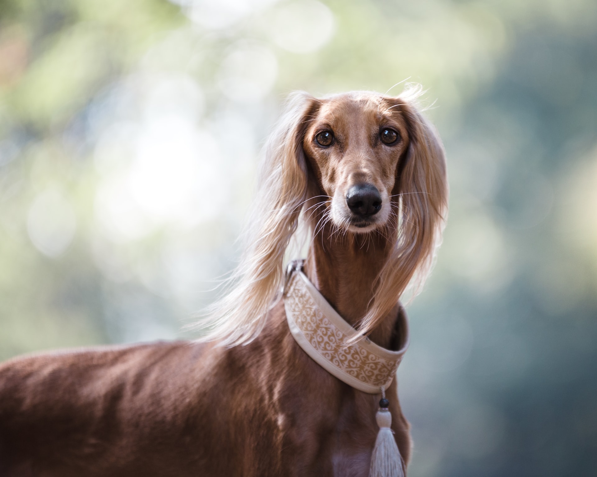 how to calm your dog at the vet - long haired greyhound