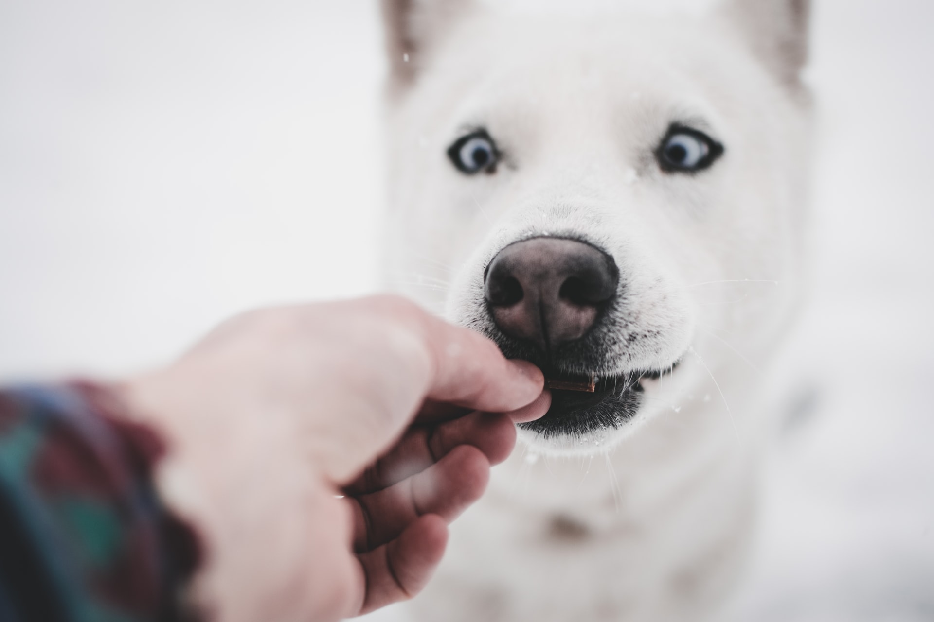 how to give a dog a pill after dental surgery - white husky