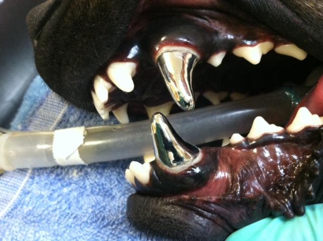 dental crown therapy for dogs