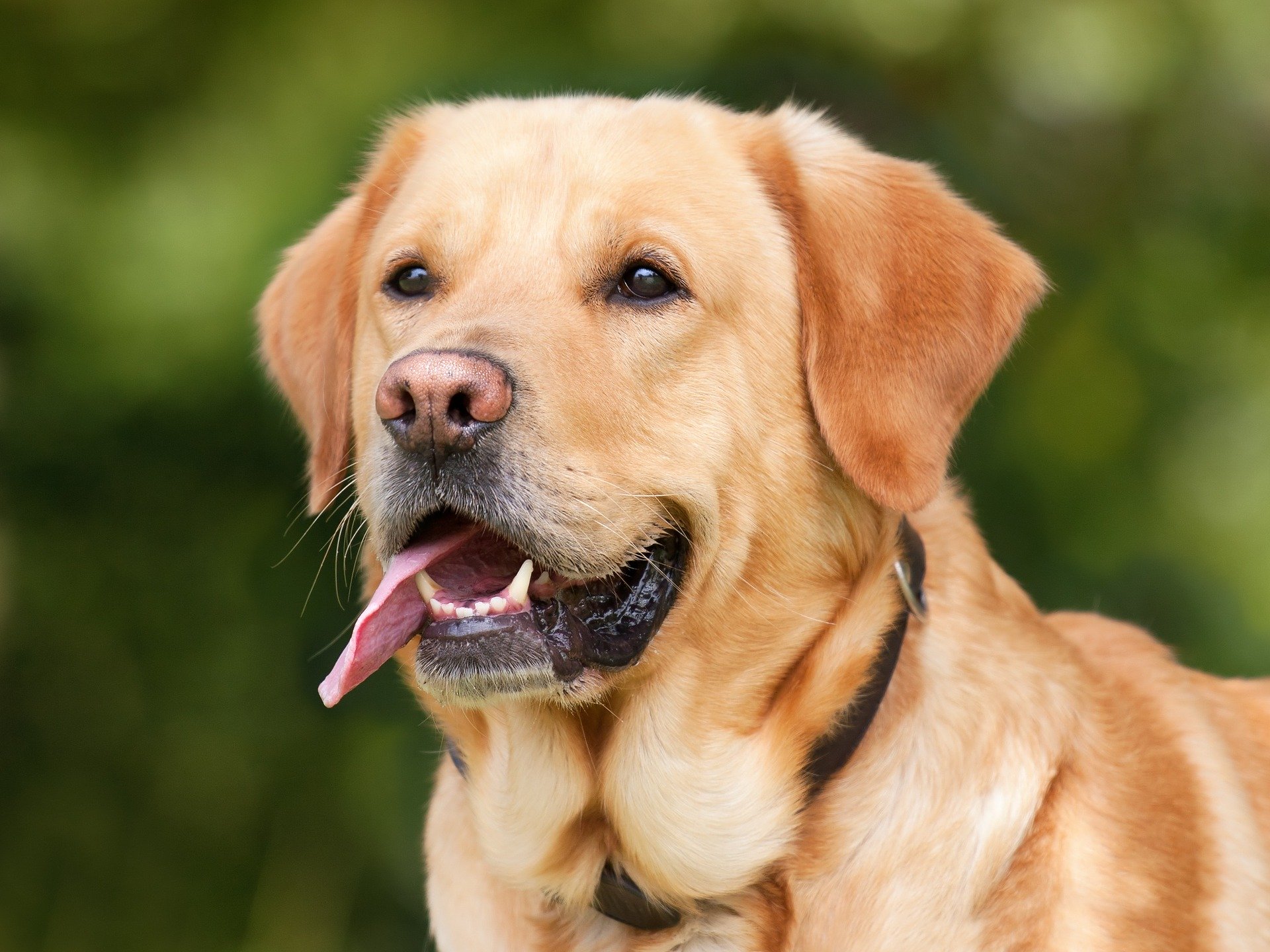 oronasal fistula in dogs - golden lab