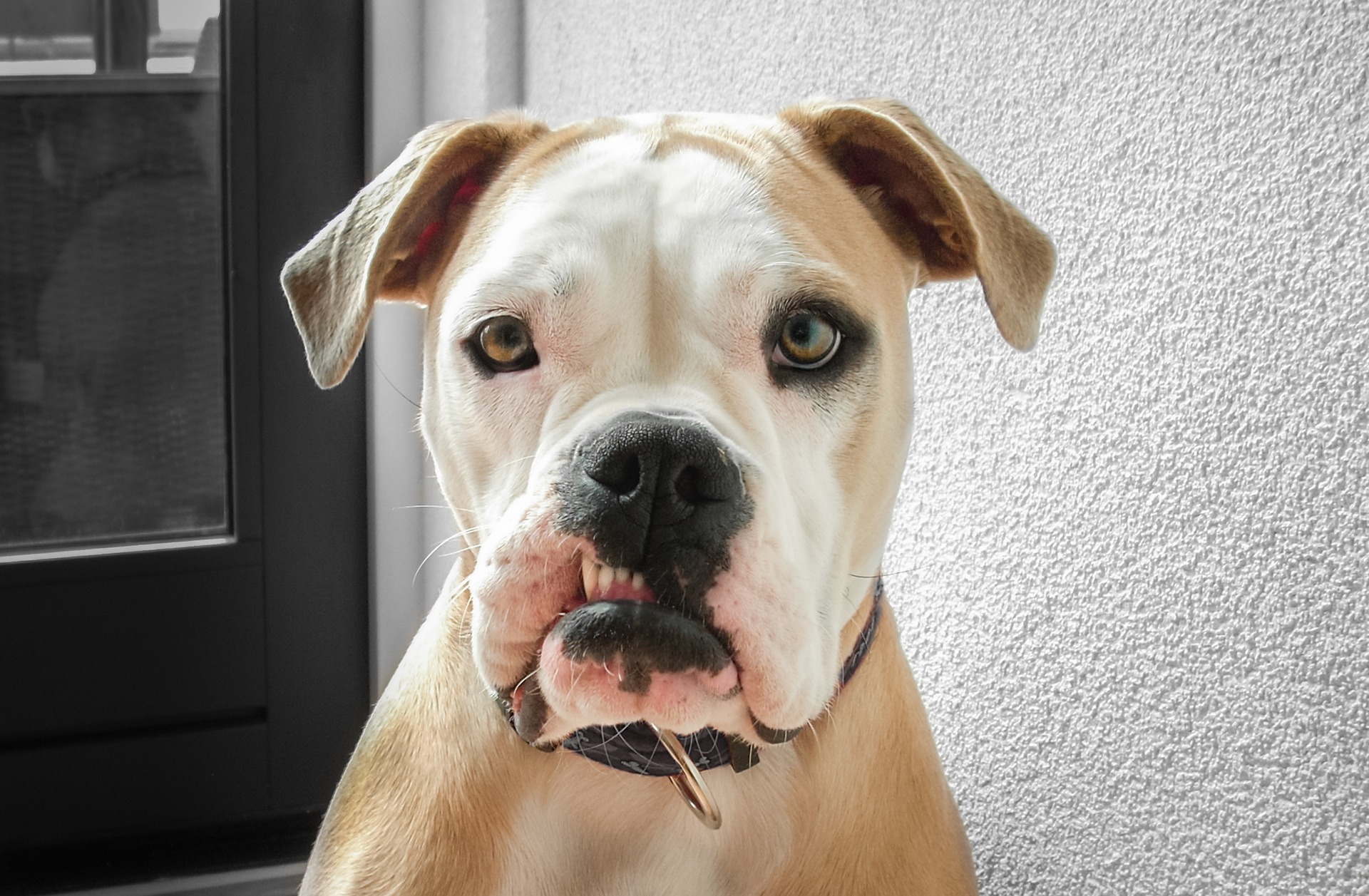 overbite cats and dogs - bulldog