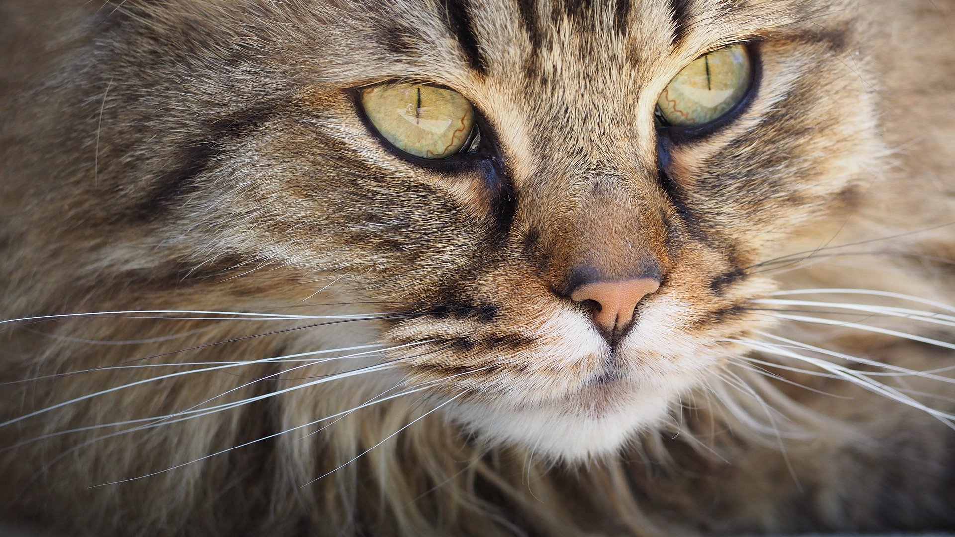 Tooth Resorption in Cats