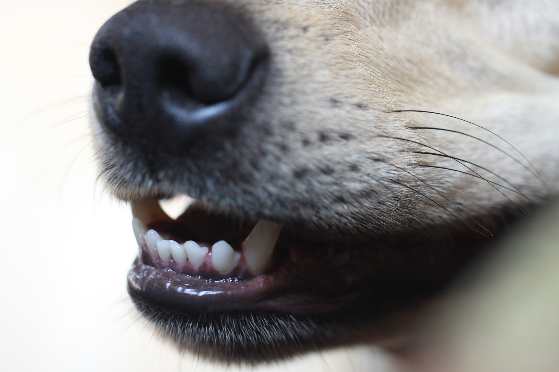 tooth grinding in dogs
