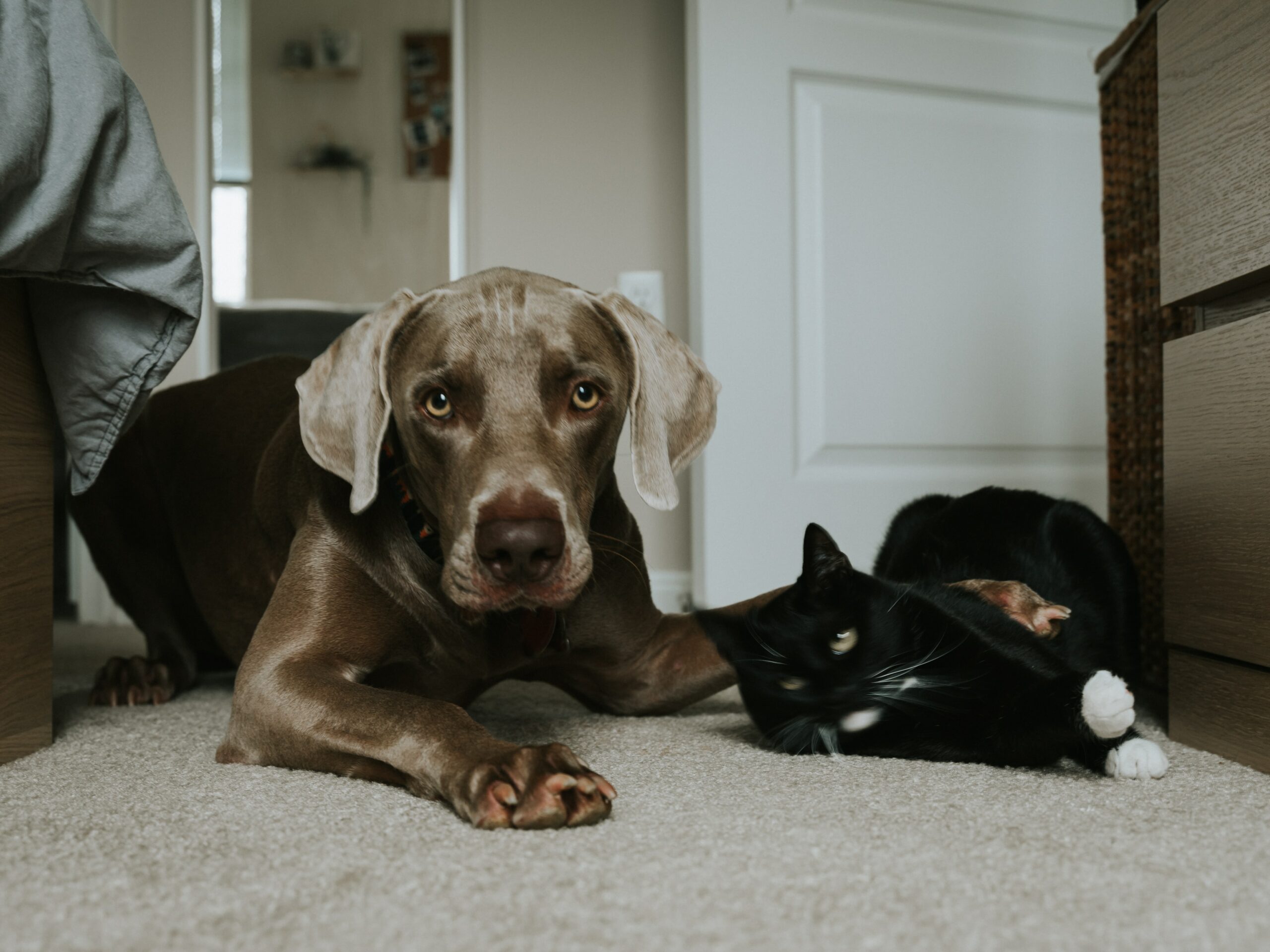 why dog & cat dental cleanings are so importnat. Brown dog hugging black cat