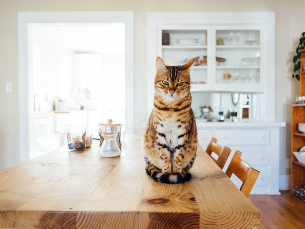 treating feline mouth ulcers - tabby cat on a kitchen table