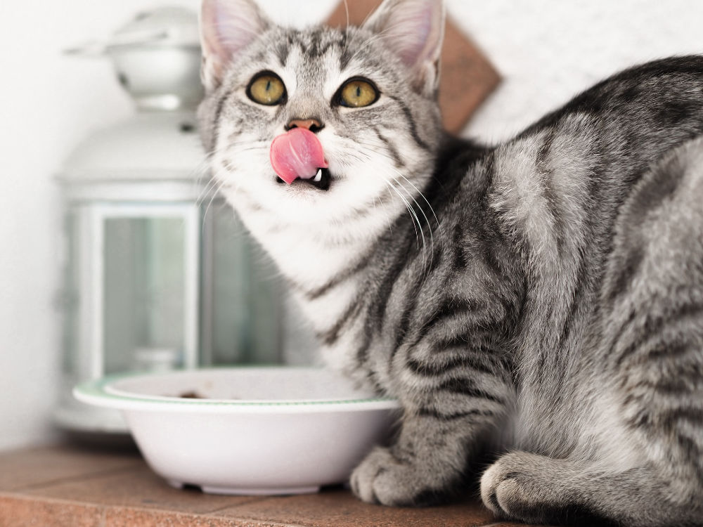 cat eating - wet vs dry cat food