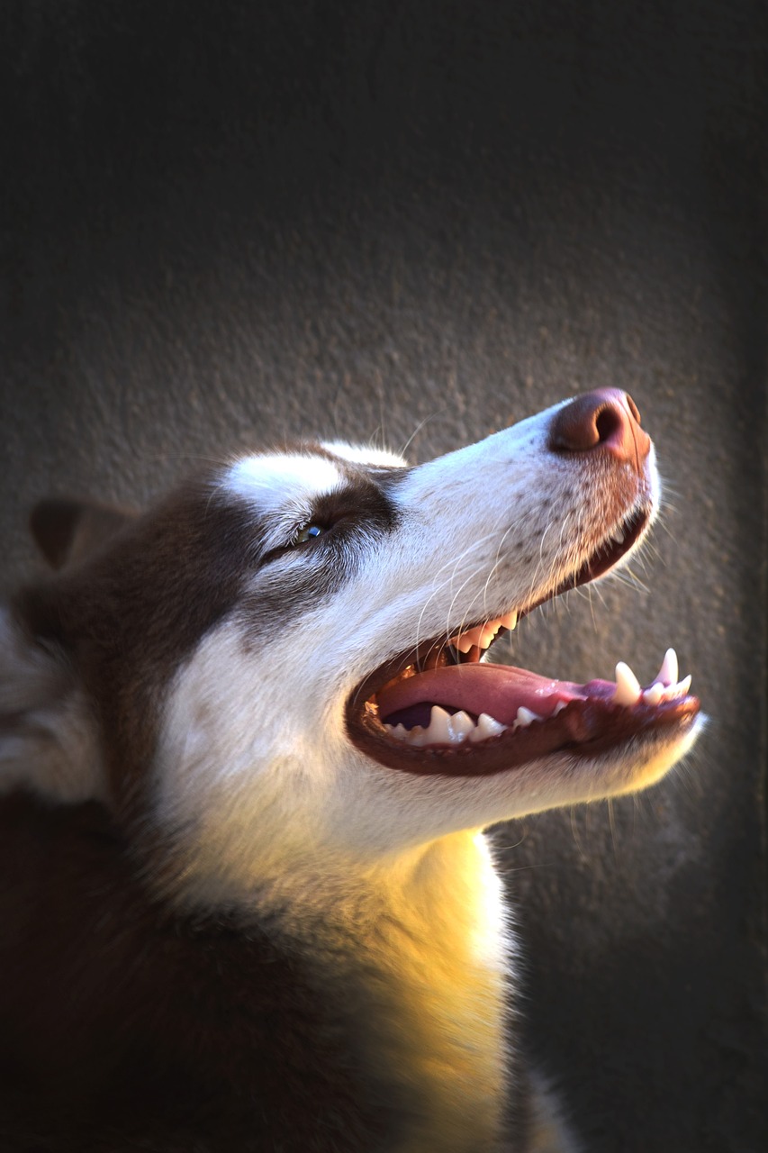 Why Anesthesia is Necessary for Dogs Pets to Have Their Teeth Cleaned