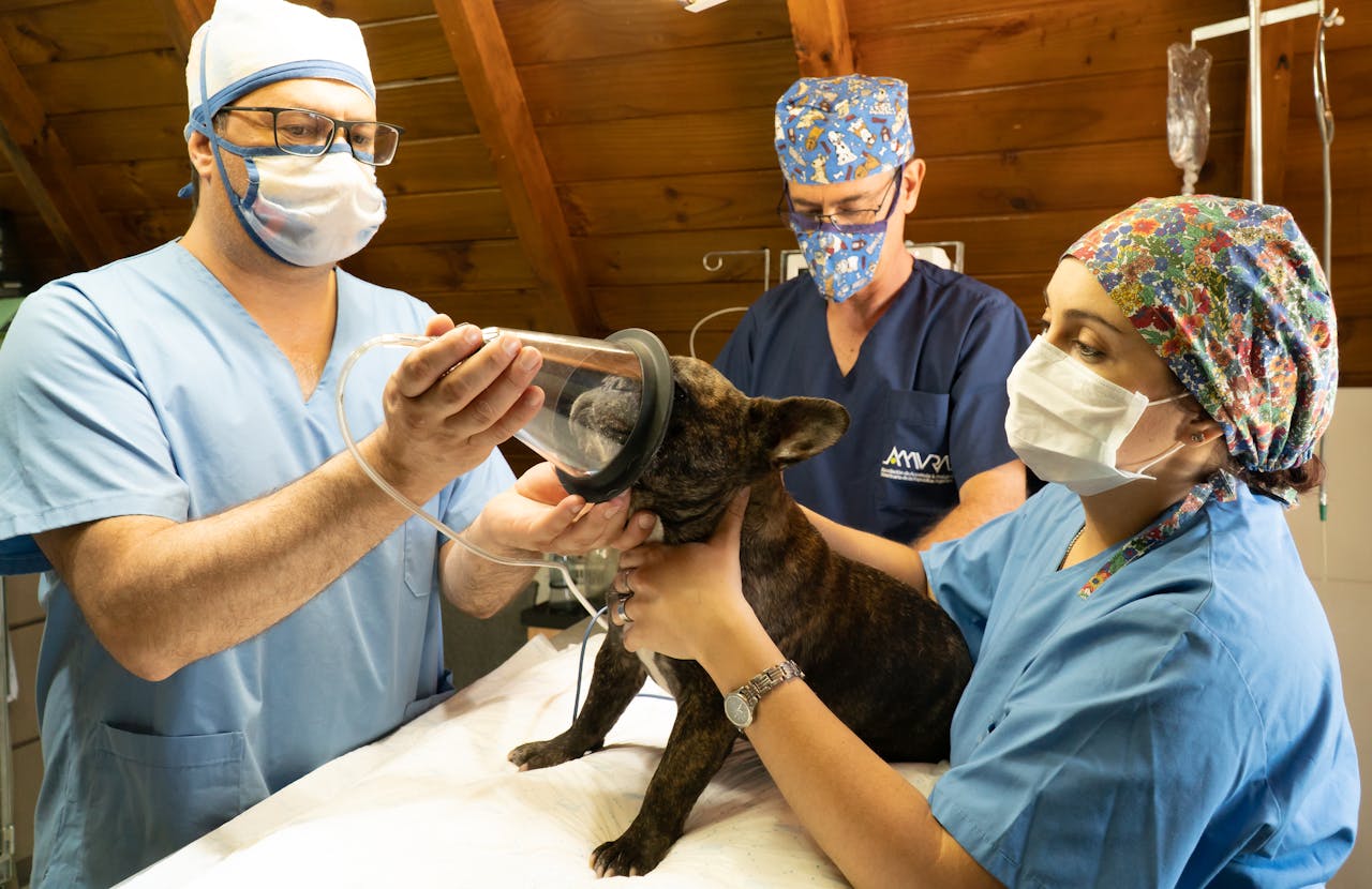 veterinarians giving dog anesthesia through a mask